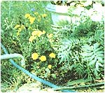 Farming Advice and Folklore: Spring Chores, Flower Bed Protection and Dishwasher Trout